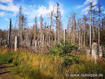Landwirt aus Detmold will VW per Klage zu mehr Klimaschutz zwingen - Radio Lippe