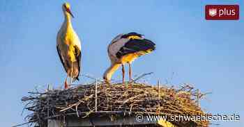 Lindau: Fremde Störche attackieren Reutiner Storchennest - Schwäbische