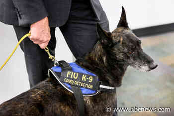 Dogs can detect Covid with high accuracy, even asymptomatic cases