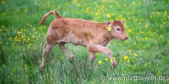 Hilpoltstein: Ausgebüxte Kälber spielen Versteck - letztes Tier nun zurück bei der Herde - Nordbayern.de