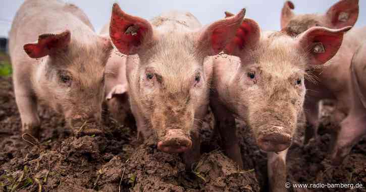 Mehr Raum für Ferkel: Tierwohlprogramm startet