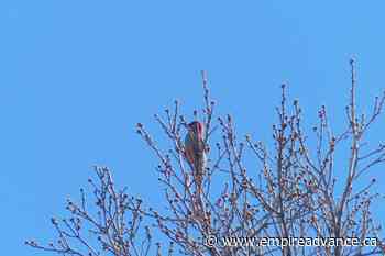 Birders in Souris' Victoria Park spot an unusual visitor - Virden Empire Advance