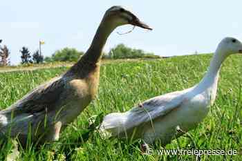 Hofgäste halten Laufenten für Gänse - freiepresse.de