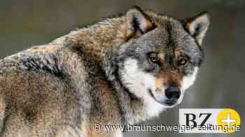 Jagdrecht im Kreis Helmstedt: Die Jagd auf den Wolf ist eröffnet - Braunschweiger Zeitung