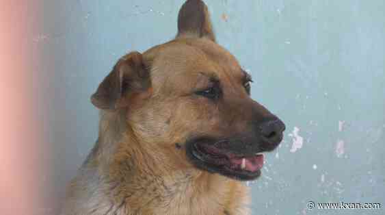 'Narco dog' that guarded drug tunnel stuck in Tijuana shelter till it's up for adoption