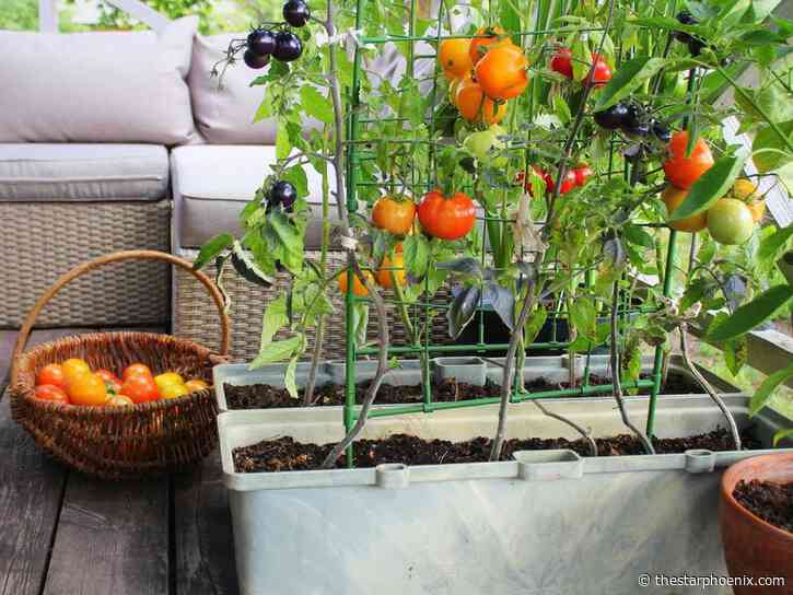 Gardening: Grow successful container plants in 2022