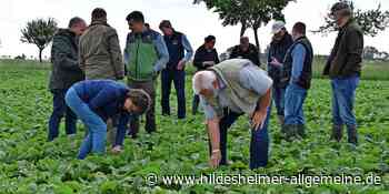 Das macht einen Rübenacker im Kreis Hildesheim einzigartig - www.hildesheimer-allgemeine.de
