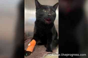 Tether saves Okanagan cat's life in coyote attack – Chilliwack Progress - Chilliwack Progress