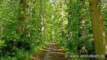 Naturdenkmal in Gefahr? Sorge um alte Eichen in Stelle - Hamburger Abendblatt