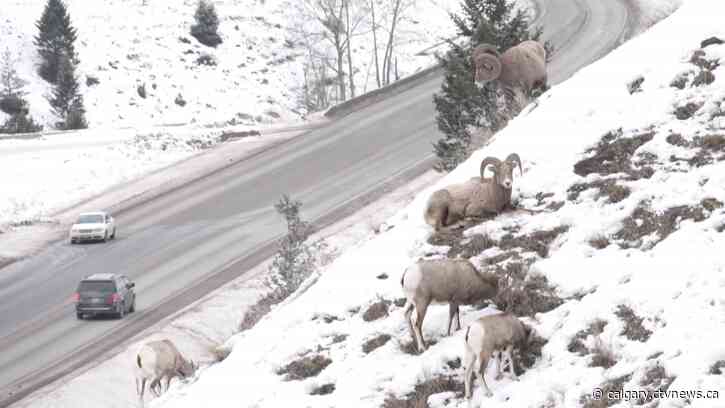 Speed limit reduced near Radium Hot Springs to address bighorn sheep deaths