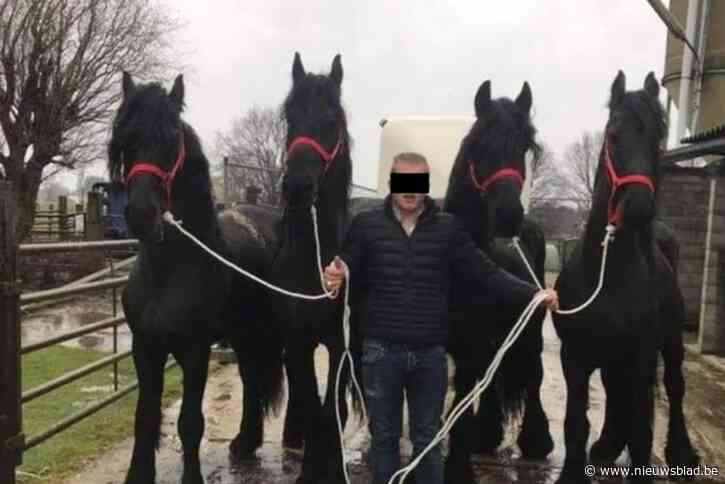 ‘Paardensjoemelaar’ Whyley V.H. blijft aangehouden, maar ontkent fraude: “Die zezels stonden bij hem omdat ze getraind werden voor een circus”