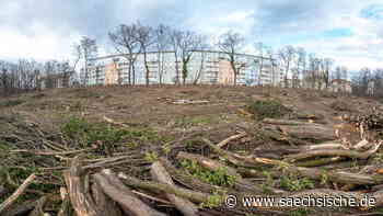 Kahlgeschlagener Wald in Dresden: Was wird aus dem Grundstück in der Neustadt? - Sächsische.de