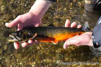 Stocking lake trout in Green Lake threatens rare Arctic charr - Bangor Daily News