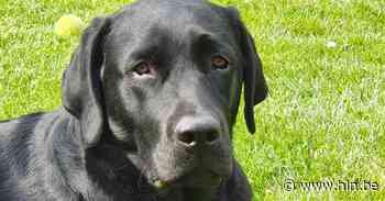 Twee honden overleden na wandeling aan voetweg: “Vrijwel zeker vergiftigd” - Het Laatste Nieuws