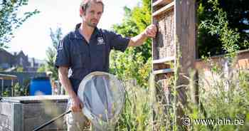 172 soorten aangetroffen bij opmaak Bijenplan: “Mechelen is een van bijenrijkste plaatsen” - Het Laatste Nieuws