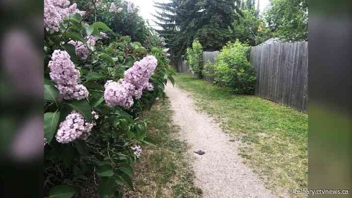 Potential pathway changes that prompted angst in West Hillhurst not happening