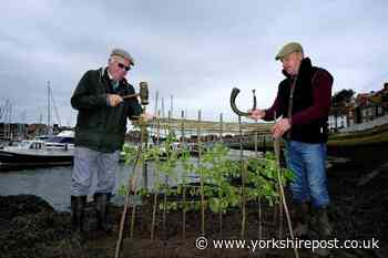 Whitby: Ancient town tradition continues with annual Planting of the Penny Hedge ceremomy - The Yorkshire Post