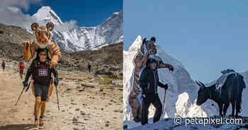 Wildlife Photographer Runs Everest Marathon in a 33-Pound Tiger Suit - PetaPixel