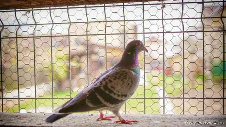 How to apply to keep pigeons as domesticated pets in Calgary