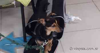 El perro Coco terminó su cuarentena en Buenos Aires y viaja a Córdoba para reencontrarse con su dueño - Vía País