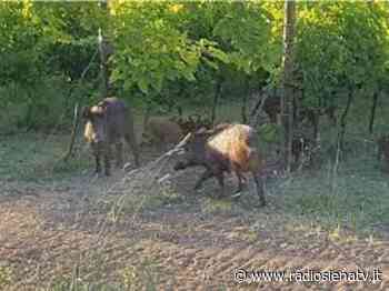 Unione Agricoltori Siena: “La burocrazia blocca l’abbattimento degli ungulati” - RadioSienaTv