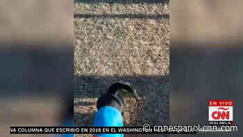 Coco, el perro que debió hacer cuarentena en Buenos Aires, regresa a su hogar - CNN en Español