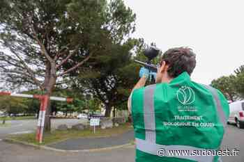 Dax : quand le paintball sert à lutter contre les chenilles processionnaires - Sud Ouest