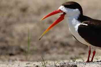 Zwischen Vögeln und Krokodilen - Von Limbachs Teichen zum Nassersee - freiepresse.de