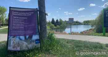 City investigating after pack of coyotes attacks human and dog in southwest Edmonton