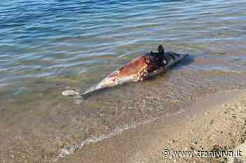 Ancora una carcassa di delfino rinvenuta dai bagnanti sulla costa tranese - TraniViva
