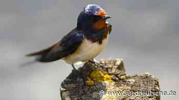Auszeichnungen - Gotha - Nabu Thüringen: Auszeichnung für Schwalbenfreundlichkeit - Panorama - Süddeutsche Zeitung - SZ.de