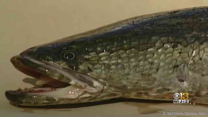 Maryland Fishers Who Catch Northern Snakeheads Could Earn Up To $200 A Catch