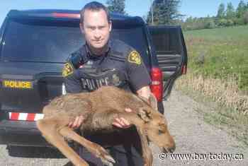 Nipissing West OPP rescue injured baby moose - North Bay News - BayToday.ca
