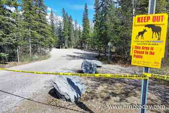 Grizzly bear hunting elk calves in Canmore - Rocky Mountain Outlook - Bow Valley News