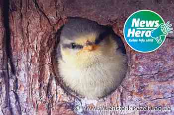 Untermieter im Garten: Sieben Blaumeisen-Küken schlüpfen in Stadtlohn - Münsterland Zeitung