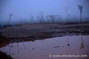 Immersed in crisis, Peru neglects Amazon's destruction - The Brandon Sun