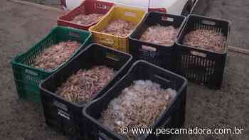 PMA flagra pesca ilegal e apreende 600 kg de camarão no Guaruja (SP) - Pesca Amadora