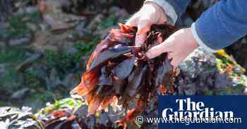 ‘Sea forest’ would be better name than seaweed, says UN food adviser - The Guardian