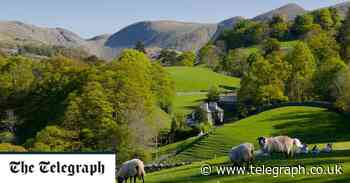 Eat grass to solve Britain's food crisis, scientists say - The Telegraph
