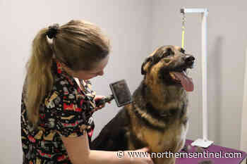 A chance encounter leads to a career in dog grooming - Kitimat Northern Sentinel