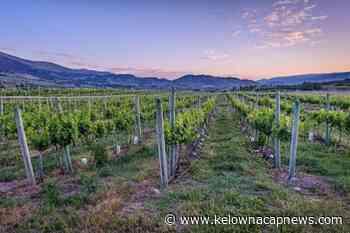Quails' Gate Winery buys vineyard site in Oliver – Kelowna Capital News - Kelowna Capital News