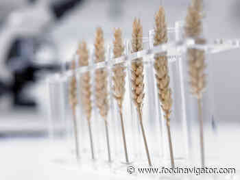 Calls for more research into 'forgotten' crops as food crisis bites - FoodNavigator.com