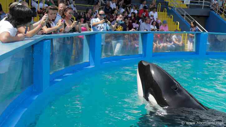 Miami Seaquarium's ‘Lolita' is Improving According to Independent Veterinarians
