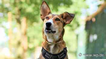 Tierheim Siegen: Schüchterne Hündin Pipax sucht neues Heim - WP News