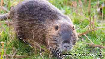 Agrar - Bad Bentheim - Jagd auf Nutrias: Biberratte Gefahr für Deiche - Wirtschaft - SZ.de - Süddeutsche Zeitung - SZ.de