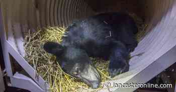 Black bear caught in West Hempfield released on Dauphin County game lands: Pa. Game Commission - LNP | LancasterOnline