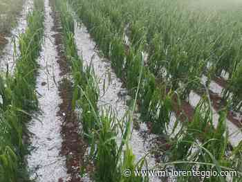 AGRICOLTURA, ASSESSORE REGIONALE: PRONTI A CHIEDERE STATO CALAMITÀ PER GRANDINATE CREMONA, LODI, PAVIA E BERGAMO - MI-LORENTEGGIO.COM - LE ULTIME NOTIZIE DI CRONACA, POLITICA, ANNUNCI, SPORT, FOTO E VIDE - Mi-Lorenteggio