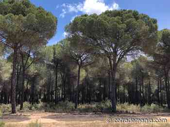 Un paraiso soñado: Doñana - Cofrademanía