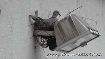 Freund und Helfer - Schramberger Polizei hat ein Herz für Tauben - Schwarzwälder Bote