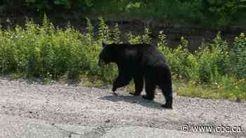 Kids' play area closed after black bear sighting in Saint John park - CBC.ca
